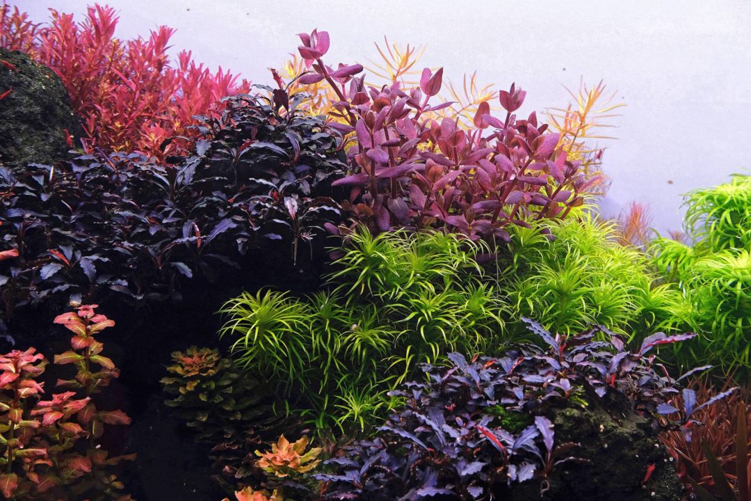 APT 3/Complete Fertilizer - 2Hr Aquarist - Planted Aquaria