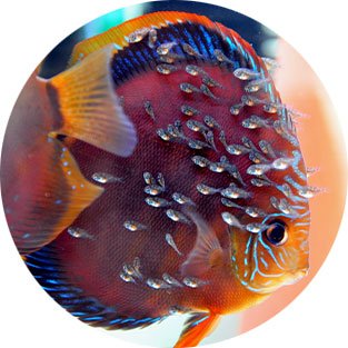 Aquario Neo V (Water Conditioner + Minerals) 300ml - Planted Aquaria