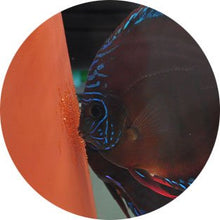 Aquario Neo V (Water Conditioner + Minerals) 300ml - Planted Aquaria