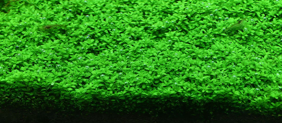 Aquario Powdered Neo Soil for Plants - Planted Aquaria