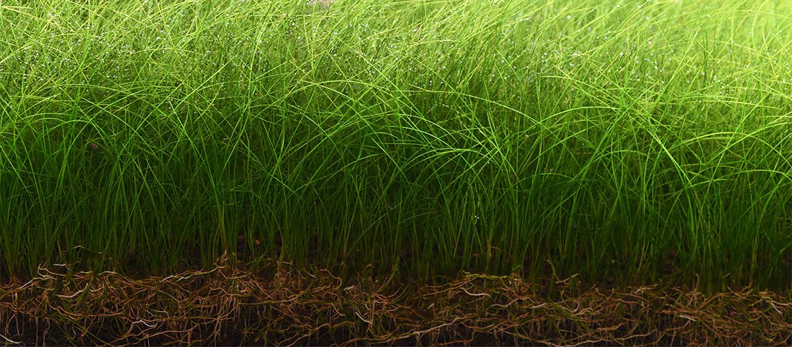 Aquario Powdered Neo Soil for Plants - Planted Aquaria