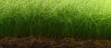Aquario Powdered Neo Soil for Plants - Planted Aquaria