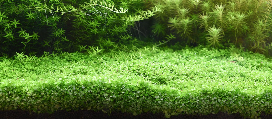 Aquario Powdered Neo Soil for Plants - Planted Aquaria