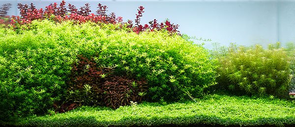 Aquario Powdered Neo Soil for Plants - Planted Aquaria