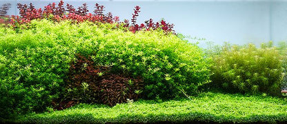 Aquario Powdered Neo Soil for Plants - Planted Aquaria