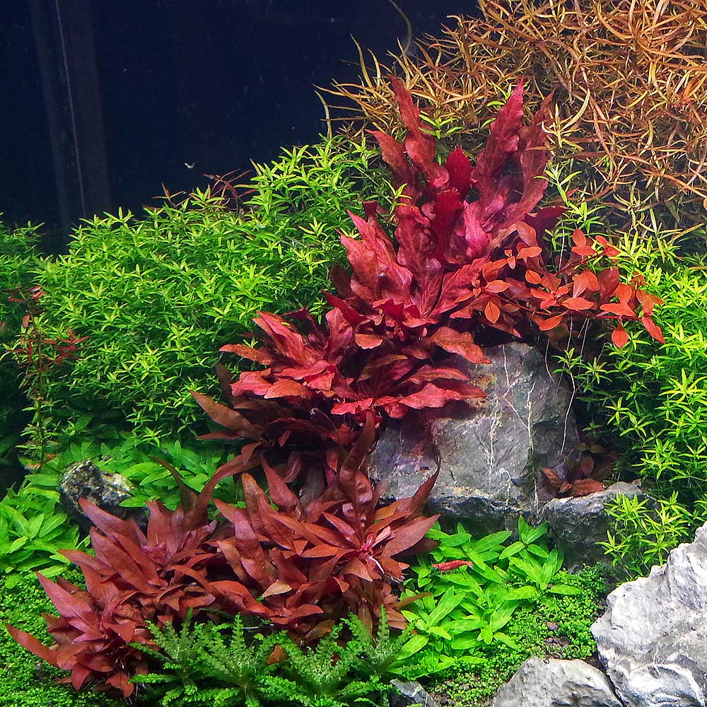 Alteranthera Reineckii Mini - Tissue Culture