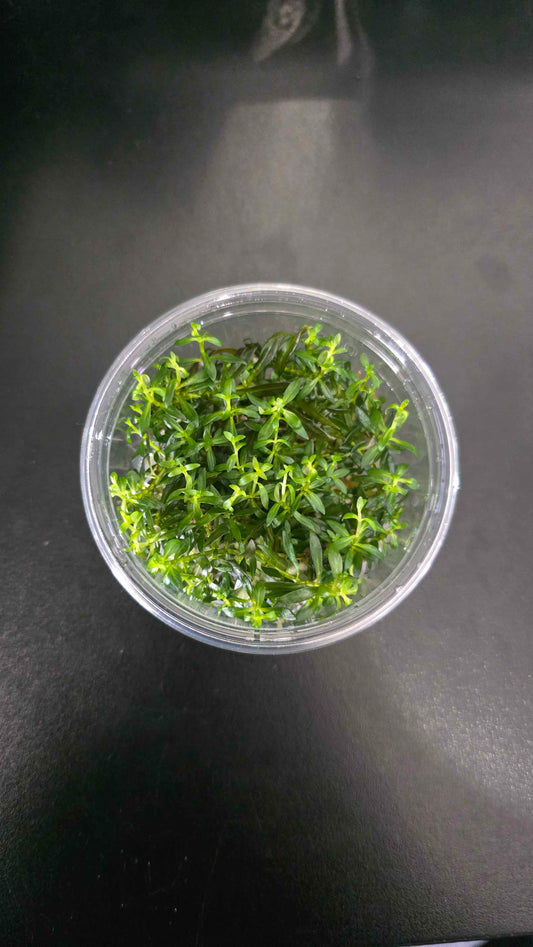 Ludwigia Arcuata - Tissue Culture