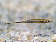 Armoured Stickleback - Planted Aquaria