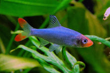 Asian Rummy Nose Tetra - Planted Aquaria