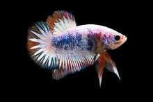 Assorted Fancy Female HMPK Betta - Planted Aquaria