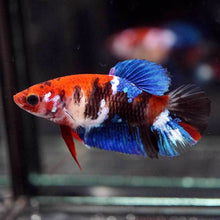 Assorted Fancy Female HMPK Betta - Planted Aquaria