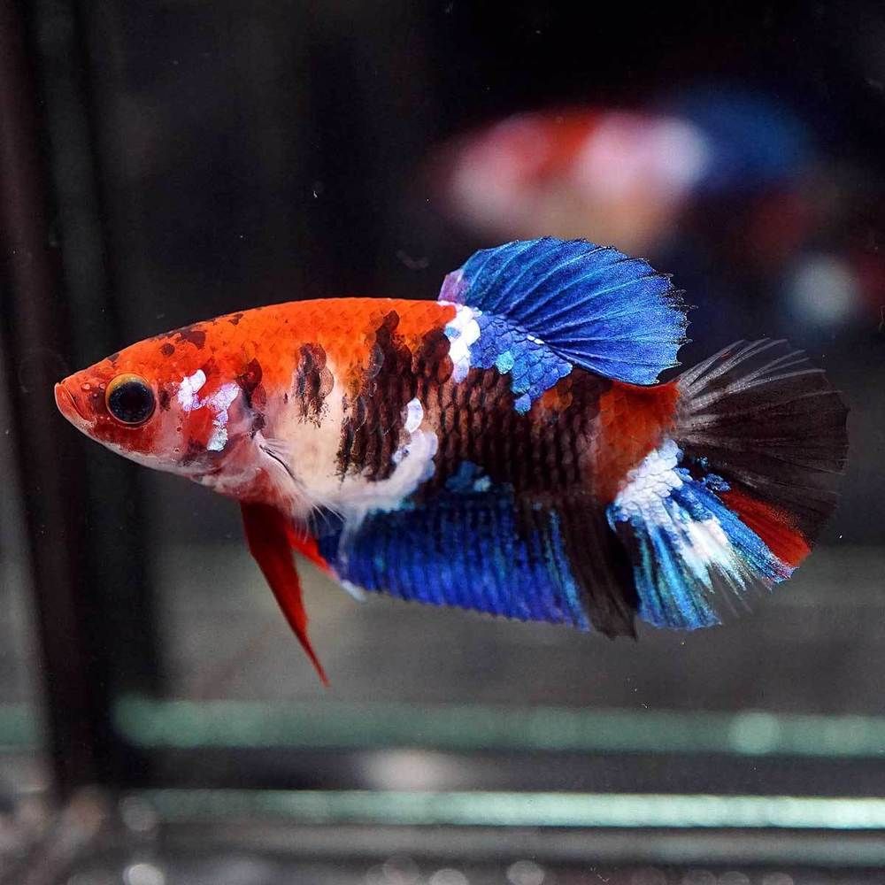 Assorted Fancy Female HMPK Betta - Planted Aquaria
