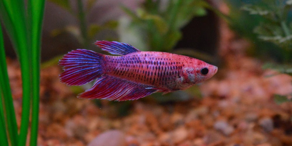 Assorted Female Half - Moon Betta - Planted Aquaria