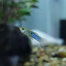 Guppy - Blue Body Endler Trio (M/F/F)