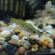 Guppy - Blue Body Endler Trio (M/F/F)