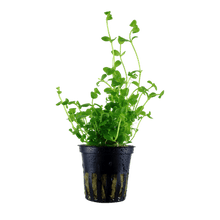 Bacopa australis - Potted - Planted Aquaria
