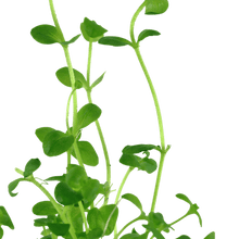 Bacopa australis - Potted - Planted Aquaria