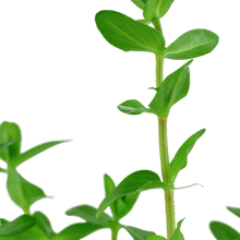 Bacopa caroliniana - Potted - Planted Aquaria