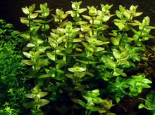 Bacopa caroliniana - Tropica TC - Planted Aquaria