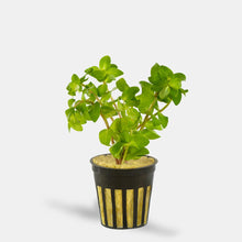 Bacopa Caroliniana Variegated - Potted - Planted Aquaria
