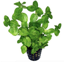 Bacopa lanigera - Potted - Planted Aquaria