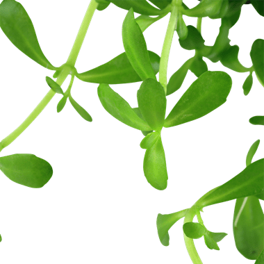 Bacopa monnieri 'Compact' - Potted - Planted Aquaria