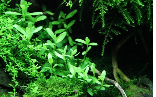 Bacopa monnieri 'Compact' - Potted - Planted Aquaria