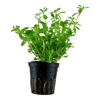 Bacopa monnieri 'Compact' - Potted - Planted Aquaria