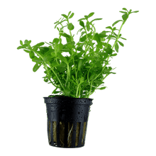 Bacopa monnieri 'Compact' - Potted - Planted Aquaria
