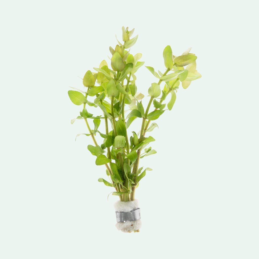 Bacopa Monnieri - Unpotted - Planted Aquaria