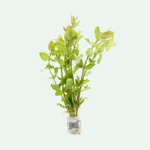 Bacopa Monnieri - Unpotted - Planted Aquaria