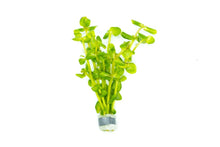 Bacopa Salzmanni sp araguaia - Potted - Planted Aquaria