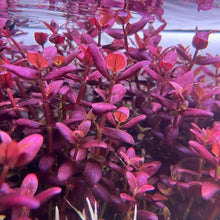Bacopa salzmannii Purple - ADA TC - Planted Aquaria