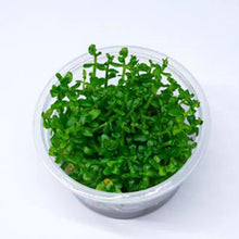Bacopa salzmannii Purple - ADA TC - Planted Aquaria
