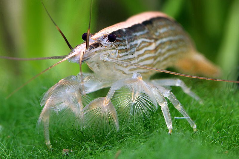 Bamboo Shrimp - Planted Aquaria