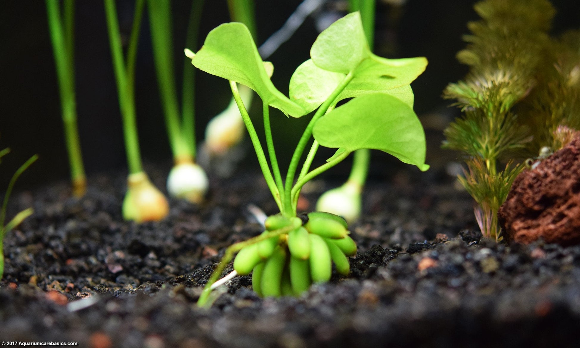 Banana Plant - Planted Aquaria