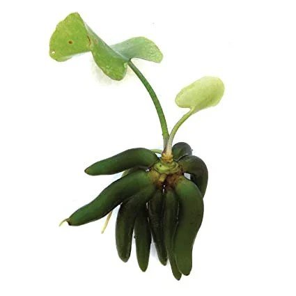 Banana Plant - Planted Aquaria
