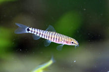 Banded Dwarf Loach - Planted Aquaria