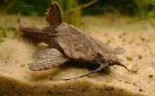 Banjo Catfish - Planted Aquaria