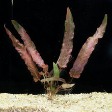 Barclaya Longifolia Red Bulb - Unpotted - Planted Aquaria