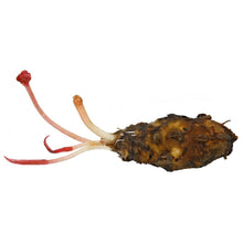 Barclaya Longifolia Red Bulb - Unpotted - Planted Aquaria