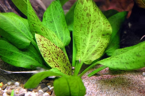 Echinodorus Schlueteri (Green Leopard) - Potted