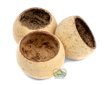 Bell Cups - 3 Pack - Planted Aquaria