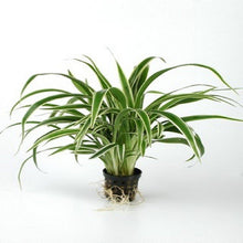 Bichetii Grass - Potted Terrestrial - Planted Aquaria