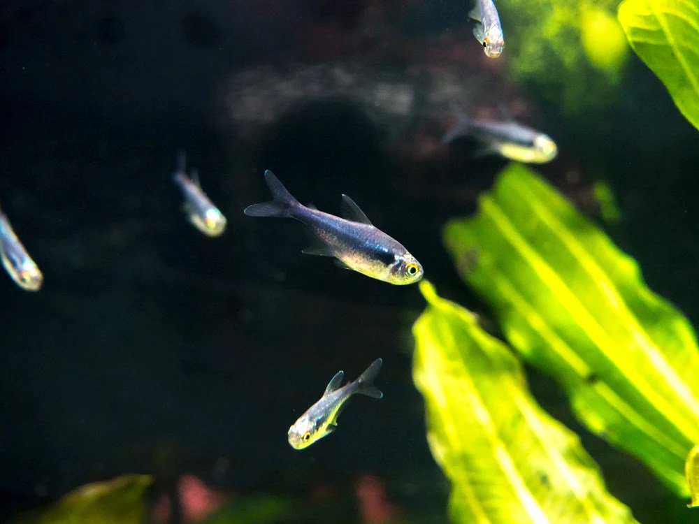 Black Diamond Neon Tetra - Planted Aquaria