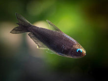 Black Emperor Tetra - Planted Aquaria