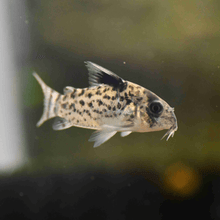 Black Fin Corydora - Planted Aquaria