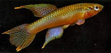 Black Line Killifish - Planted Aquaria