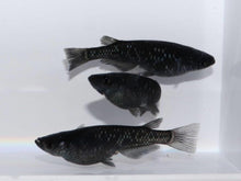 Black Medaka Ricefish - Planted Aquaria