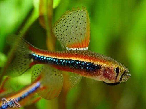 Black Morpho Tetra - Planted Aquaria